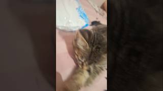 #mirna #cat #kitten #funny #music #cute #duet #pets #kitty #motivation