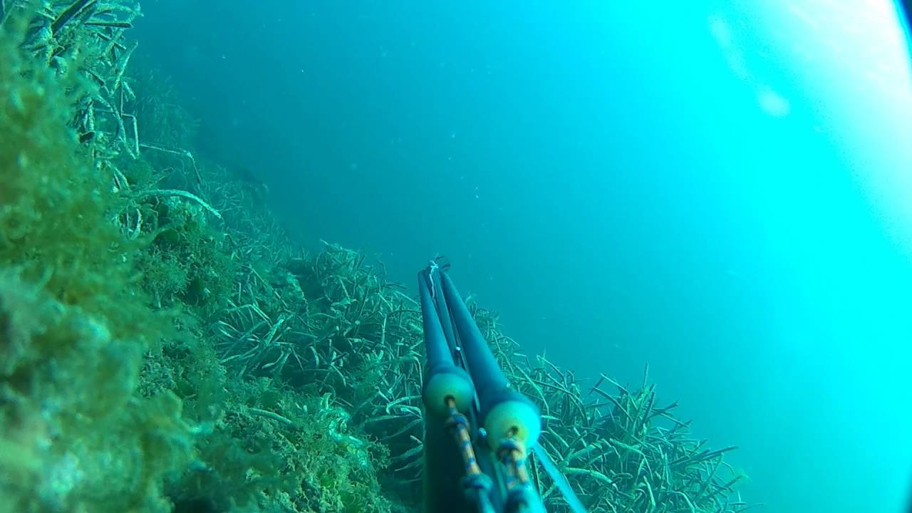 Pathos team tunisia seriole