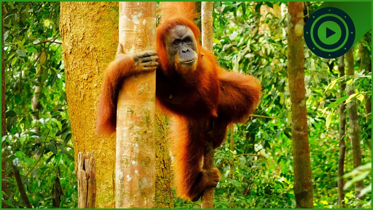 Saving the World's Rarest & Critically Endangered Apes - YouTube