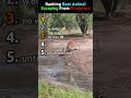Ranking Best Animal Escaping From Predators