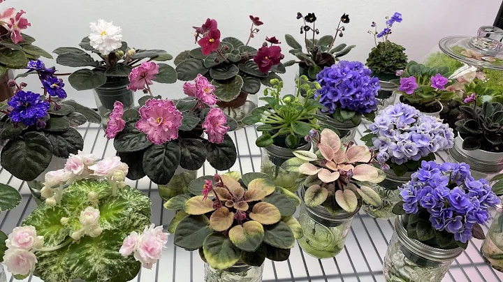 African Violets and a Mini Bubble Garden - March 2...