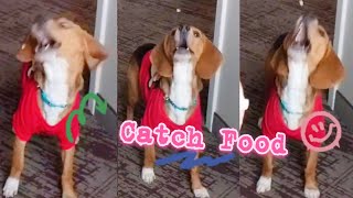 Is this beagle good at catching food?