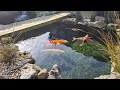 Cleaning the filters on the Koi Pond