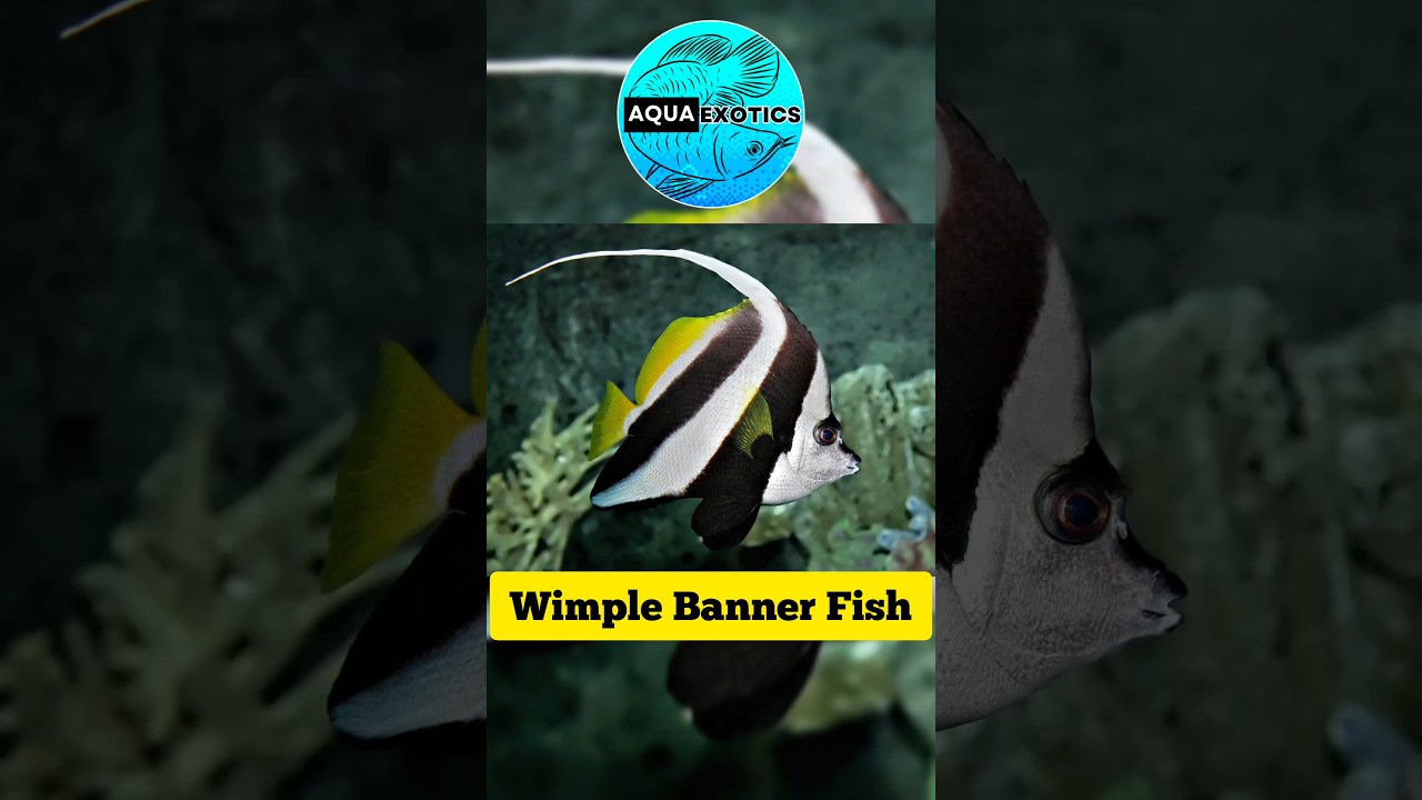 Wimple Banner Fish for 1100 only 