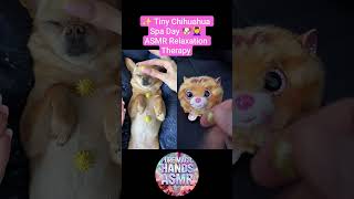 ✨ Tiny Chihuahua Spa Day 🐶💆♀️ ASMR Relaxation Therapy