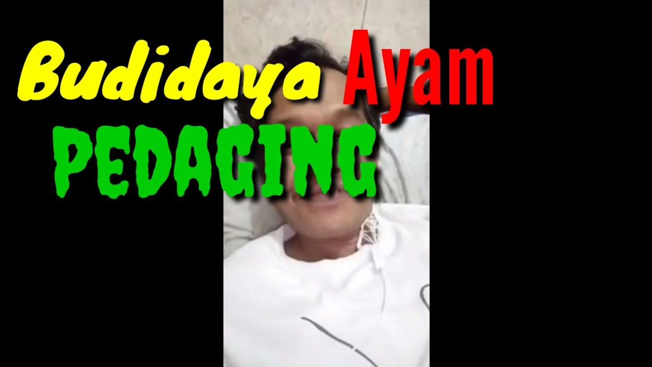 Budidaya ayam pedaging 