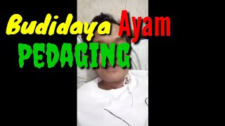 Budidaya ayam pedaging