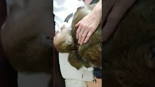 Java Macaque Monkey Facial
