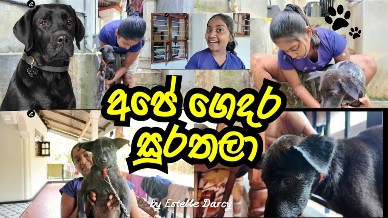 අපේ ගෙදර බල්ලා නාවමුද..?🐕🐕| my dog.🐕❤️