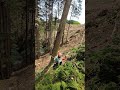 Felling a cedar 2