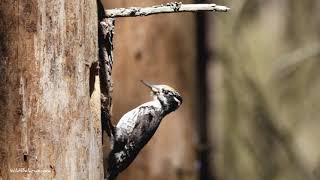 three-toed woodpecker near the hollow