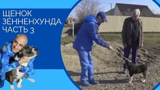 видео: Щенок зенненхунда часть 3 (прогулка) картинка: Щенок зенненхунда часть 3 (прогулка)