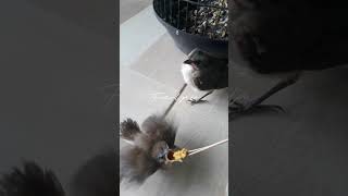 Anakan Jenggot Mini U0026 Trucukan kicaumania burungkicau trucukan jenggotmini