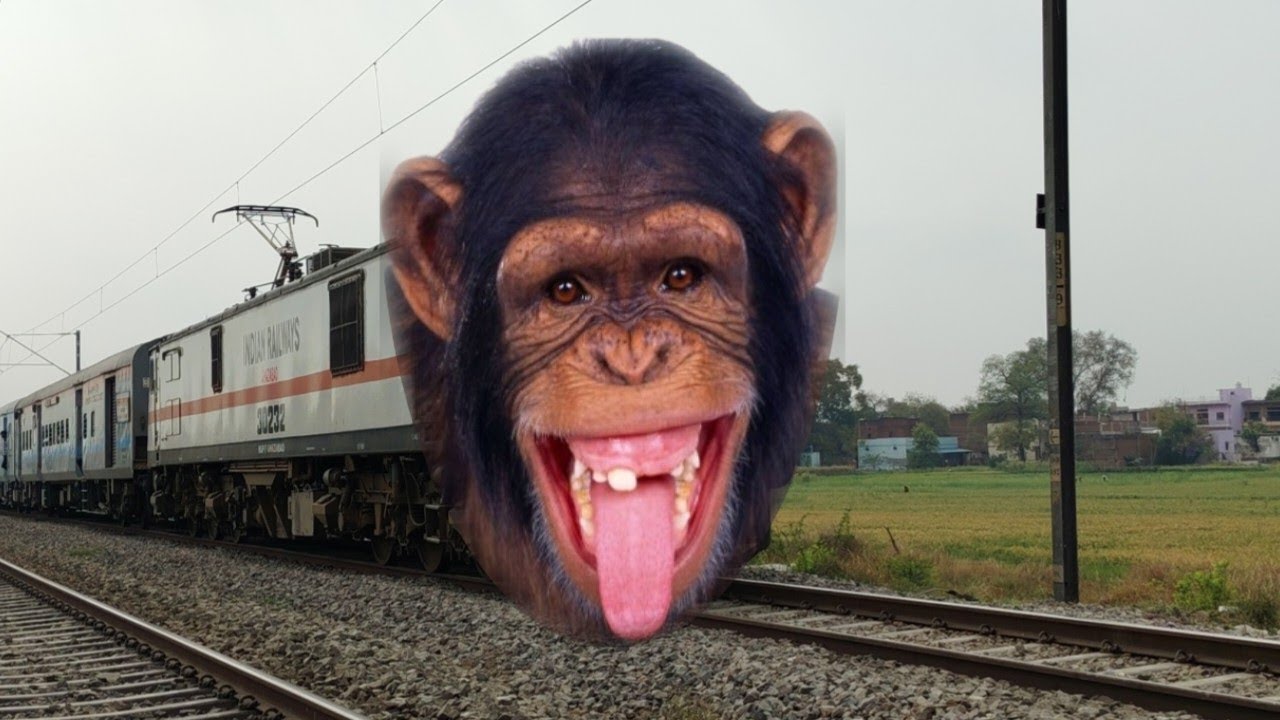 Dangerous Chimpanzee Headed Furious Speedy Howrah Express Crossing Out Bushiest Outr