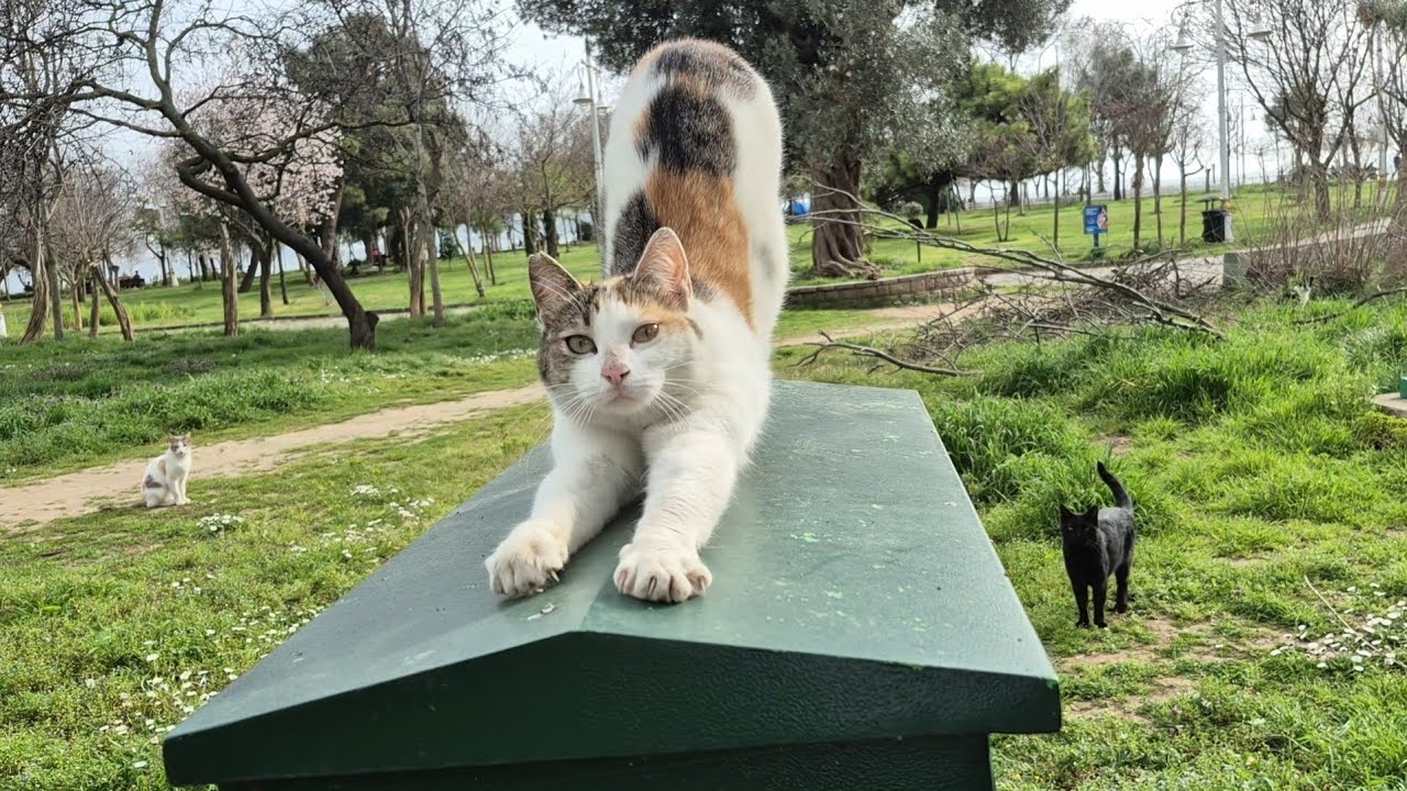 I shot some nice cat videos for you, enjoy watching them😻😻😻😻😻😻😻