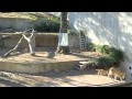 Lion cubs at smithsonians national zoo 132011