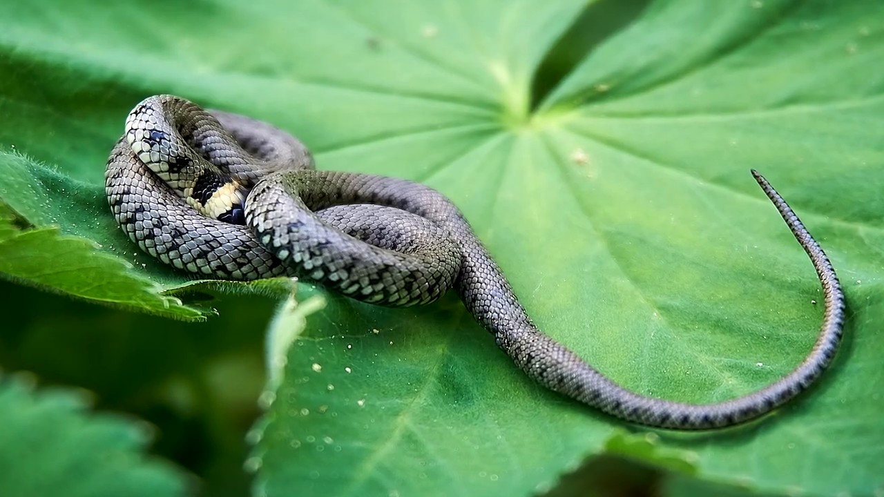 Soñar que te muerde serpiente