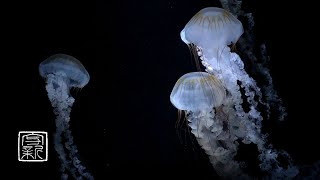 Help your😴Sleeping, Meditation🙏 Music 12HRS with Mysterious fairy Jellyfish. Recommend at bedroom. screenshot 3