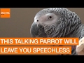 Talking Parrot Will Leave You Speechless
