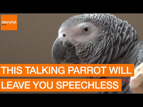 This Talking Parrot Will Leave You Speechless This Talking Parrot Will Leave You Speechless