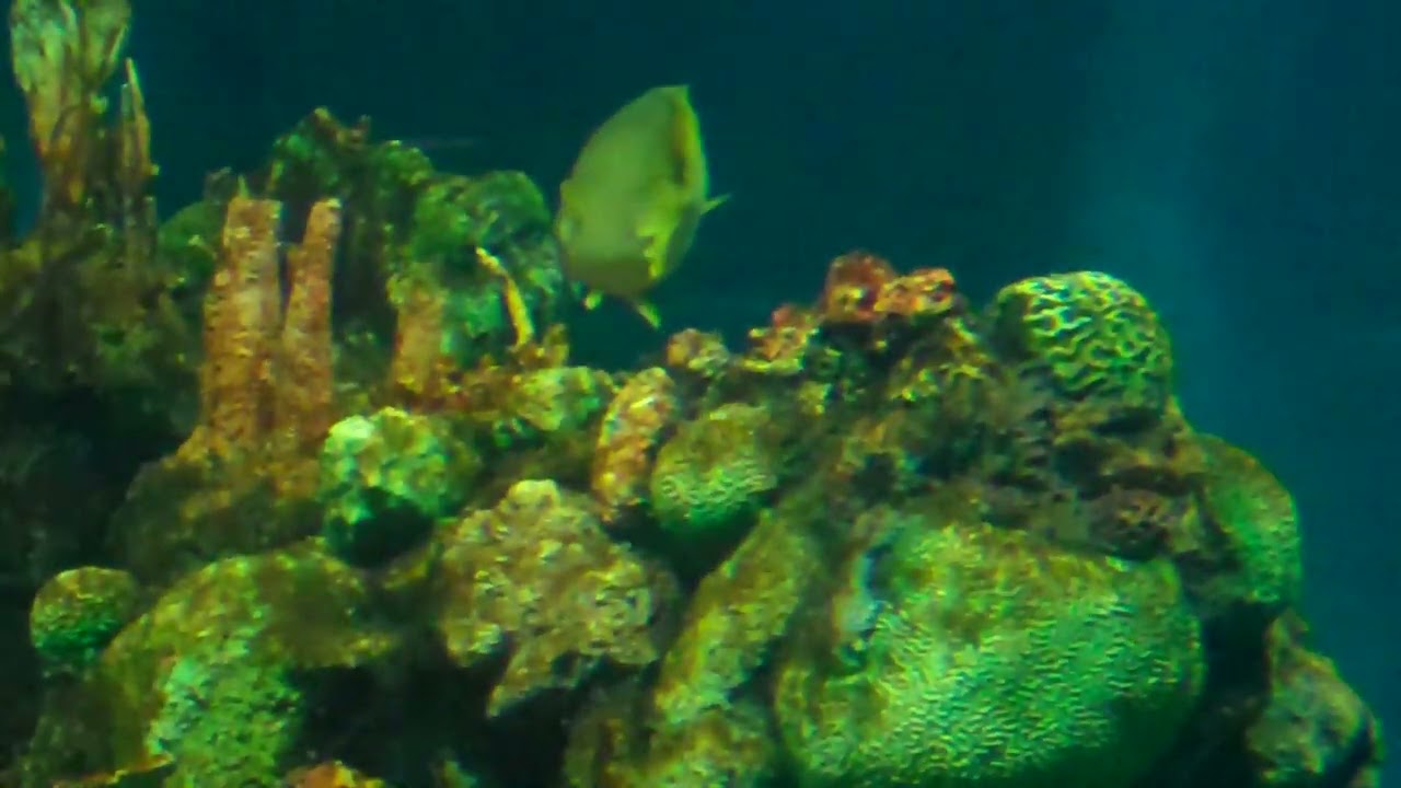 SeaBase Aquarium Random Video - World of Nature (Living with the Seas) 2011-12-28 Part 8