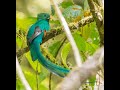 Kara Sun birding in / presenting wildlife of  Costa Rica 2017 - Part 4: Cartago, Cerro de la muerte