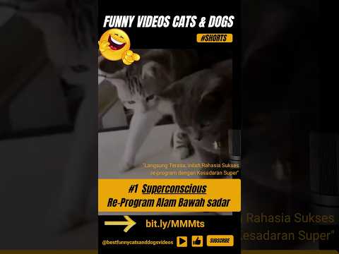 best funny cats and dogs videos 2024 #shorts
