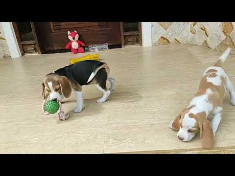 Beagle, filhotes, beagle tricolor, filhotes cachorro, Von Driels filhotes