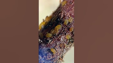 This disease wiped out 65% of the WORLD