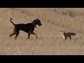 Fox vs dogs. Dog attack Fox