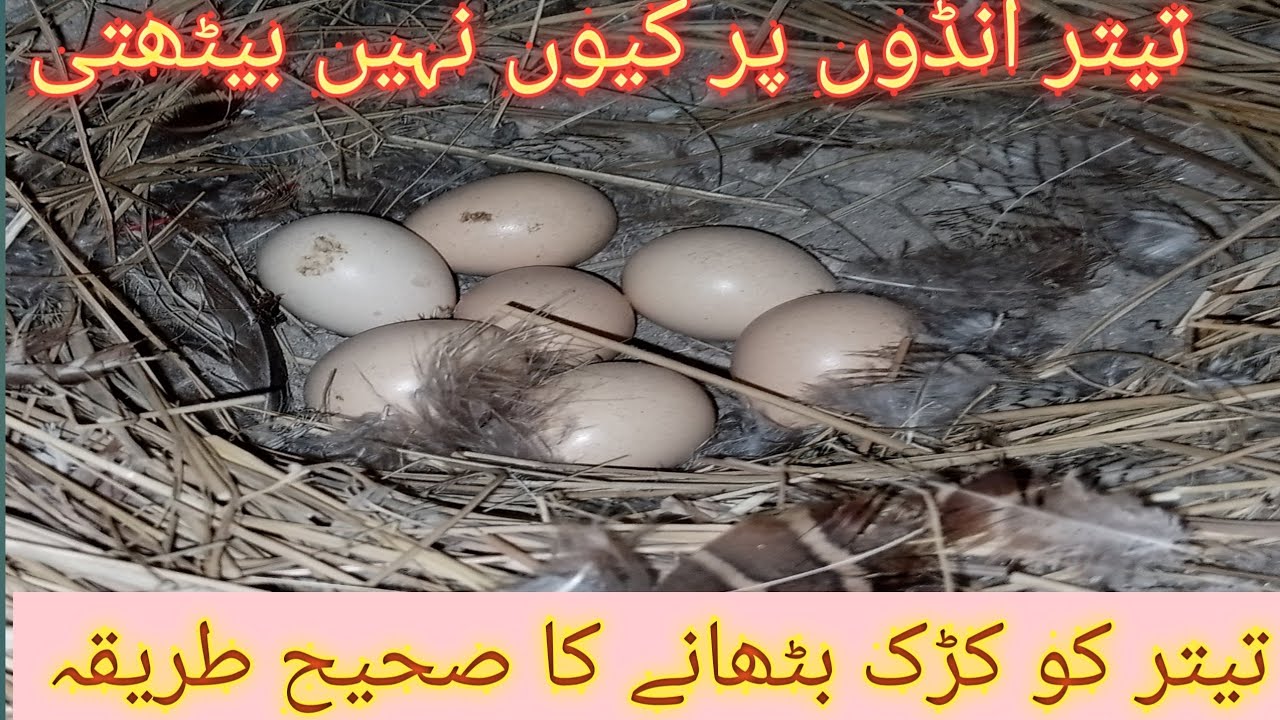 تیتر کو کڑک بٹھانے کا طریقہ ۔تیتر انڈون پر کیوں نہیں بیٹھتی ۔tetar ko Ando eggs   par bithani ka tar