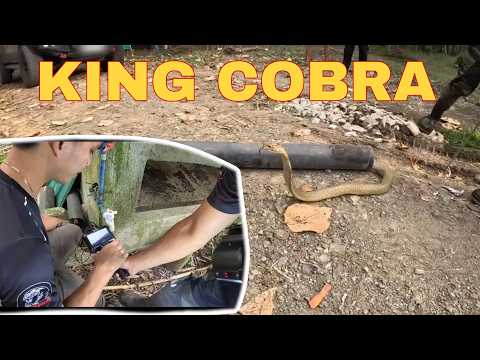 KING COBRA SA PVC.