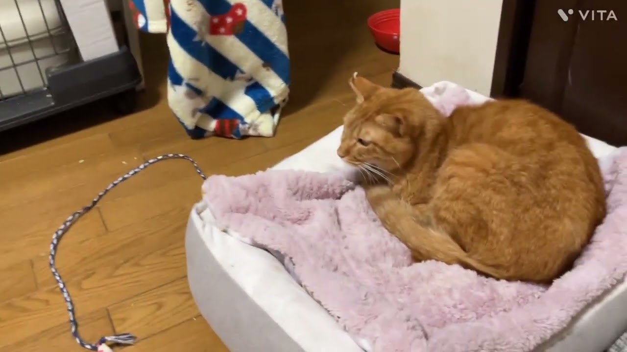 可愛いうさぎ家族の紹介