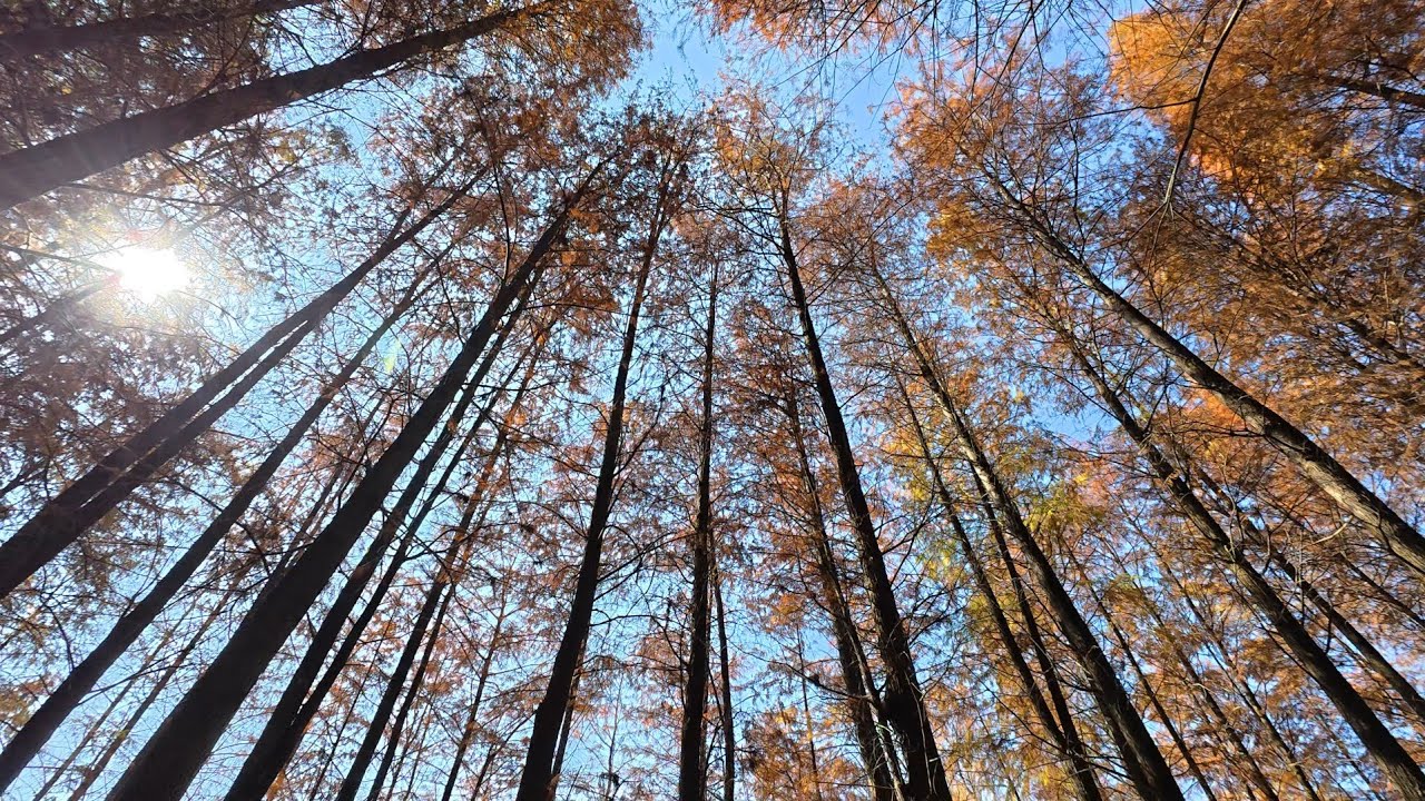 深圳輕鬆一日遊，共享單車代步，蓮花山放風箏，賞落羽杉2026.01.26