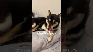 本日ママになった豆柴ヒナタ #Shorts