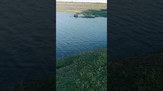 fish jumping in the river..