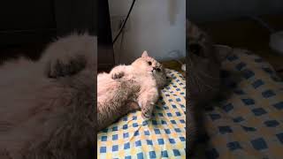 Ra ngoài đừng nói với người ta là đây là mèo của tôi... #bigboss #shorts