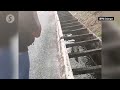 10-foot crocodile rescued from storm drain in Banting