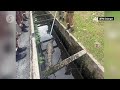 10-foot crocodile rescued from storm drain in Banting