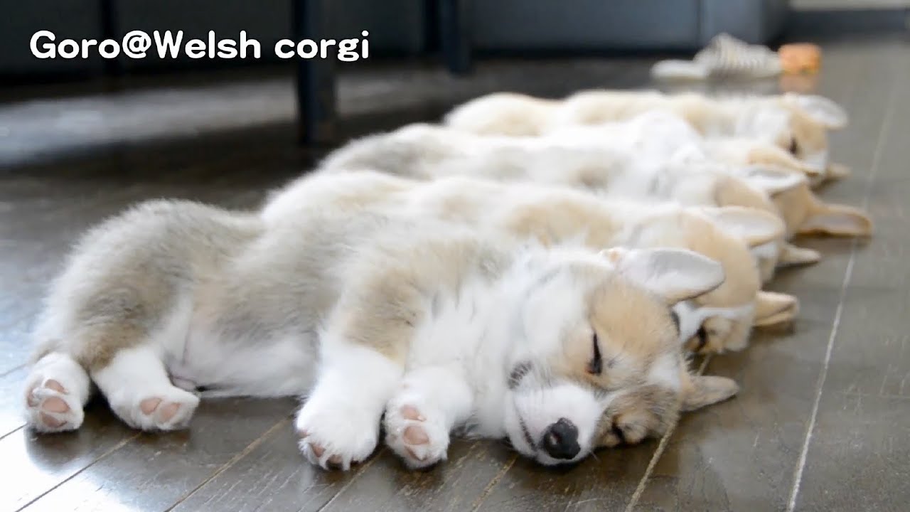 1307 Part 8 Cute Corgi Puppies Sleep コーギー子犬 お昼寝 Youtube