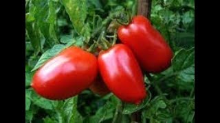 Miracle Garden Hack: Grow sweet San Marzano Tomatoes in No Time!