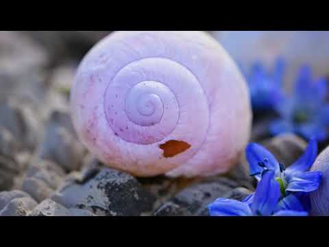 رحمن يا رحمن للمنشد مشاري راشد العفاسي 