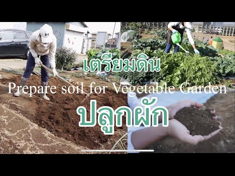 บอกทุกขั้นตอนการเตรียมดินปลูกผักทุกชนิดแบบอินทรีย์  ผักงามผักโตไว Prep soil for Vegetable Garden