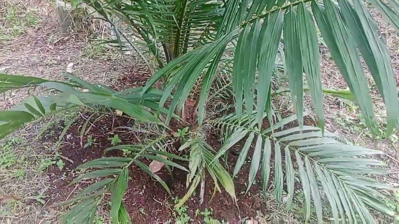 4 Varietas PPKS Usia 6 Bulan Dalam Satu Hamparan Di Kebun Ini