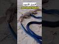 Black Cobra Waterinnesia Aegyptia One Of The Most Dangerous Venomous Snakes In Egypt Trendin 