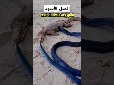 Black Cobra Waterinnesia Aegyptia One Of The Most Dangerous Venomous Snakes In Egypt Trendin