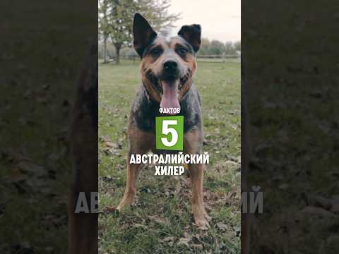 5 фактов о породе – Австралийский хилер #shorts #австралийскийхилер #хилер #собаки
