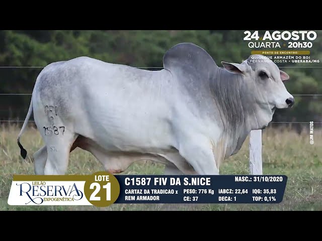 LOTE 21 GRI C1587