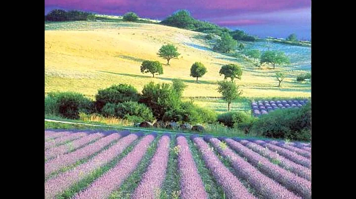 Gary Lamb - Lavender Skies