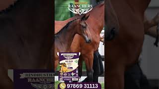 From pasture to plate, our natural horse feed Variant Hi-Gain & Grow Pro is made with care